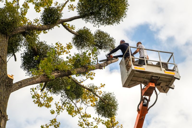 Emergency Tree Trimming