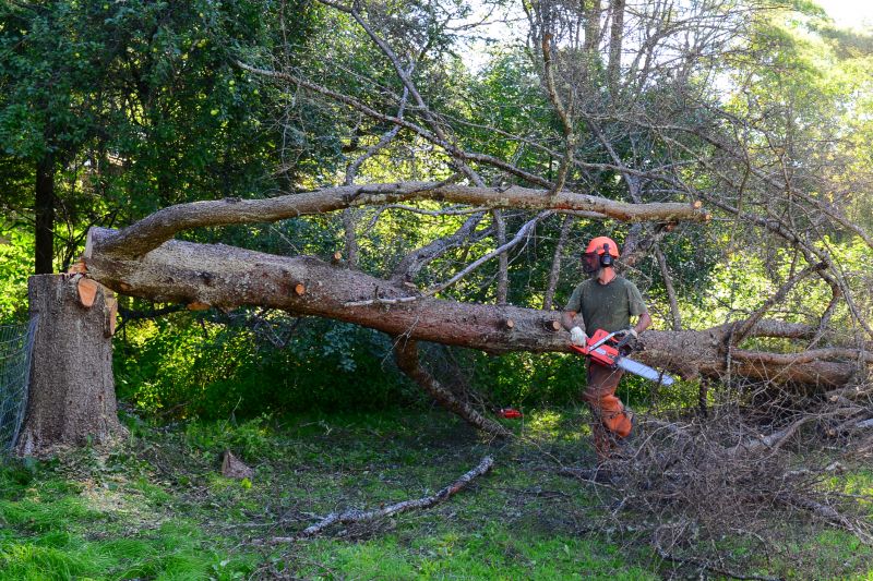 Clearing a Large Tree