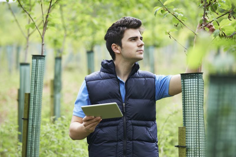 Arborist Performing Tree Inspection