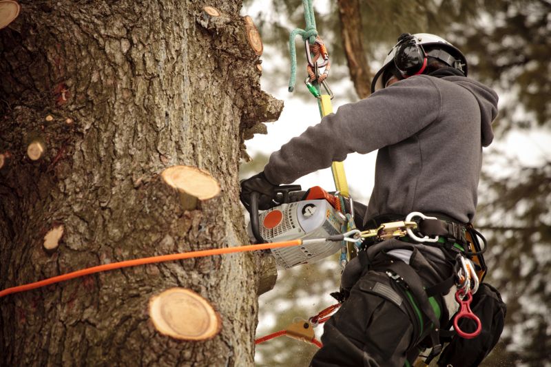 Tree Care Specialists at Work