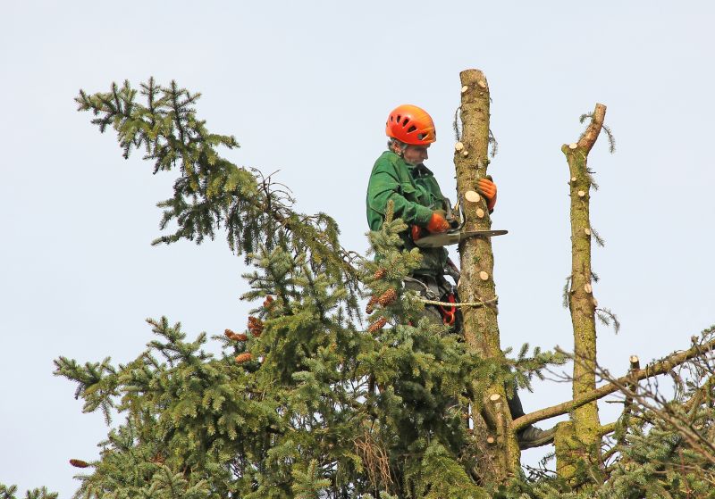 Tree Maintenance
