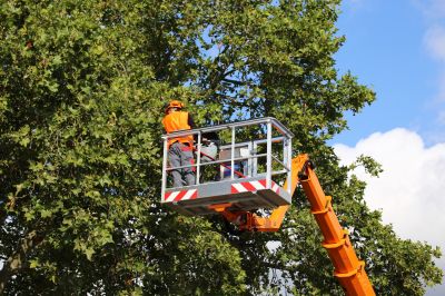 Tree Trimming in Broomfield