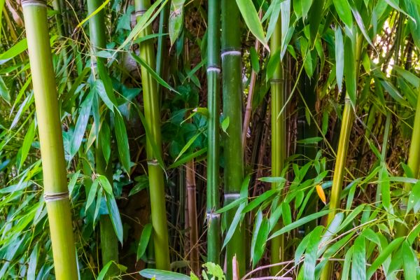Bamboo Trimming in Broomfield