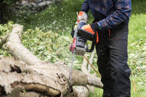 Branch Removal Service in Broomfield