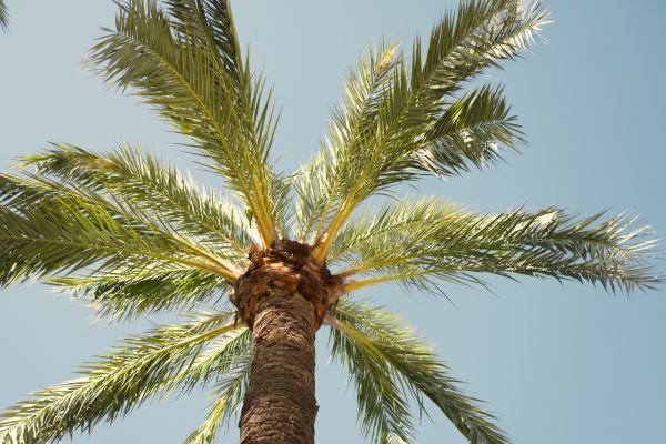 Palm Tree Pruning in Broomfield