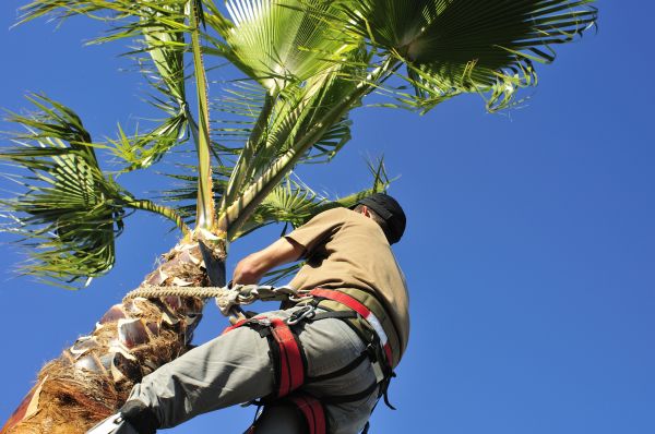 Palm Tree Trimming in Broomfield