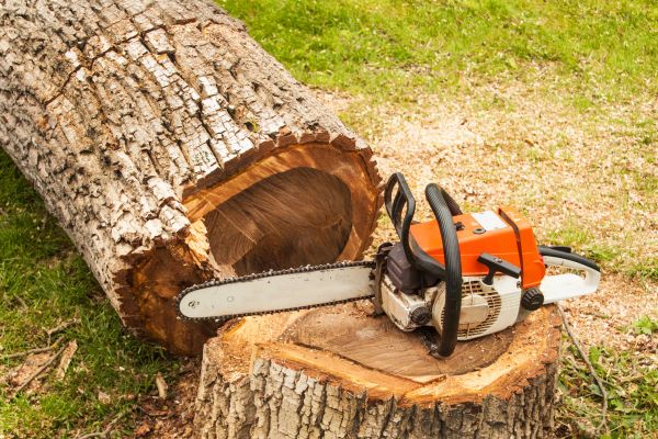 Tree Cutting Service in Broomfield