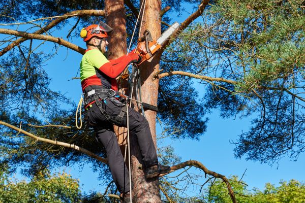 Tree Service in Broomfield