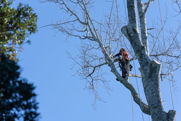 Tree Topping Service in Broomfield