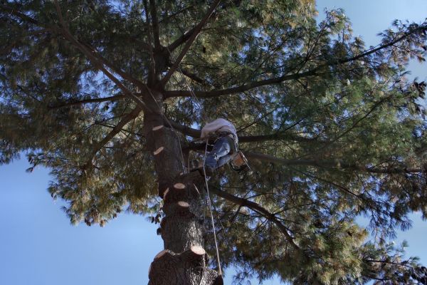 Trimming Service in Broomfield