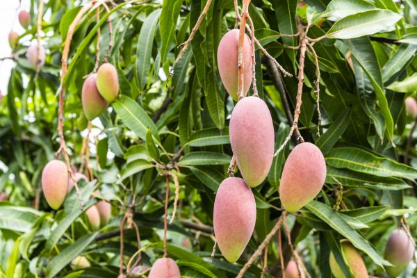 Mango Tree Trimming in Broomfield