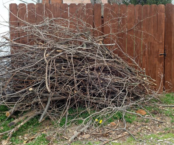Dead Branch Removal in Broomfield