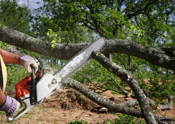 Tree Branch Cutting in Broomfield