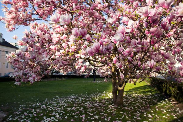 Ornamental Tree Pruning in Broomfield