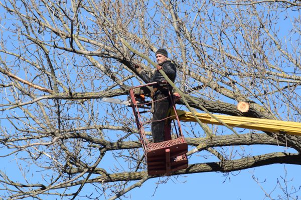 Emergency Tree Trimming in Broomfield