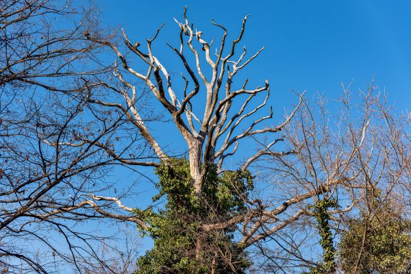 Deadwood Removal in Broomfield