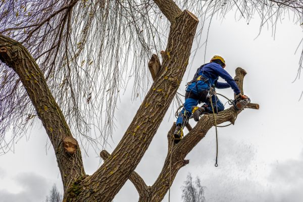 Tree Maintenance Service in Broomfield