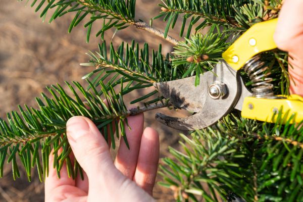 Pine Tree Pruning in Broomfield