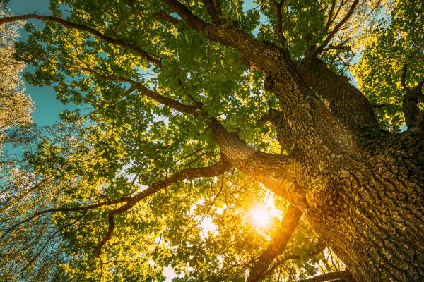 Oak Tree Pruning in Broomfield