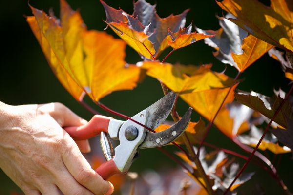 Maple Tree Pruning in Broomfield