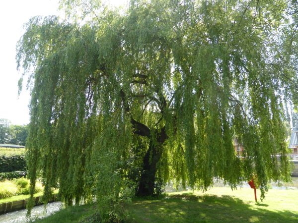 Willow Tree Trimming in Broomfield