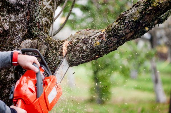 Tree Limbs Removal in Broomfield