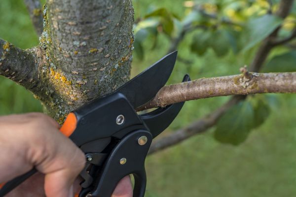 Tree Limb Cutting in Broomfield