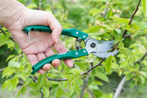 Pear Tree Pruning in Broomfield
