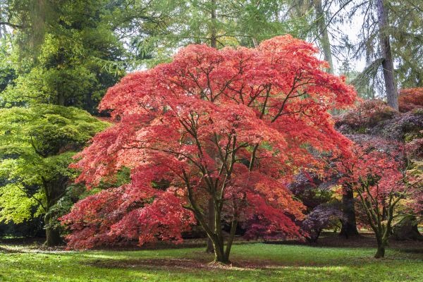 Japanese Maple Pruning in Broomfield
