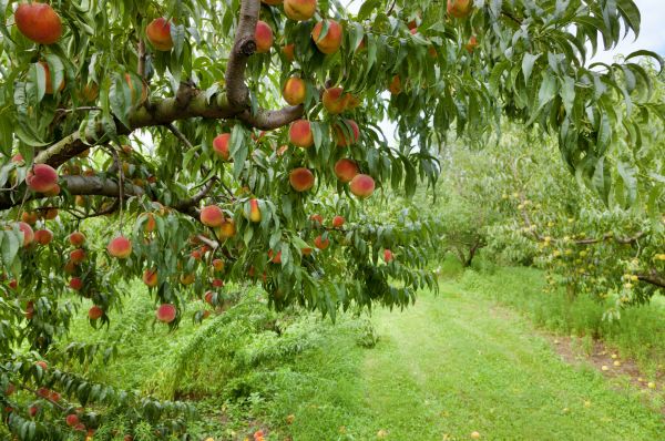 Peach Tree Pruning in Broomfield