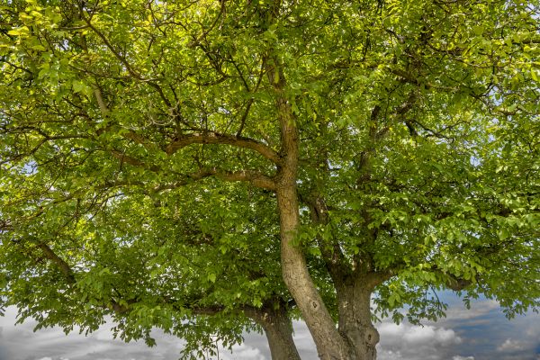 Walnut Tree Trimming in Broomfield