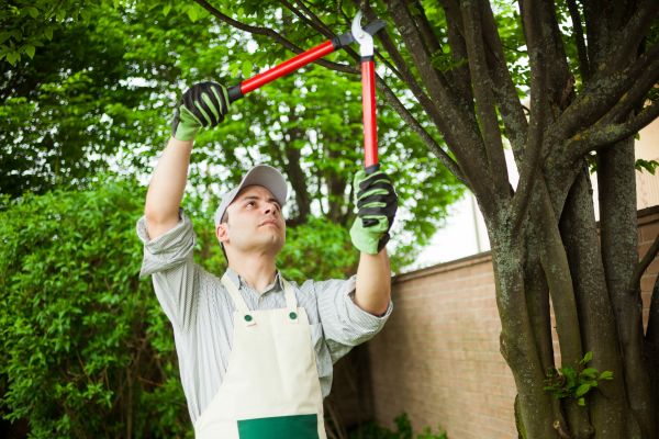 Tree Limb Pruning in Broomfield