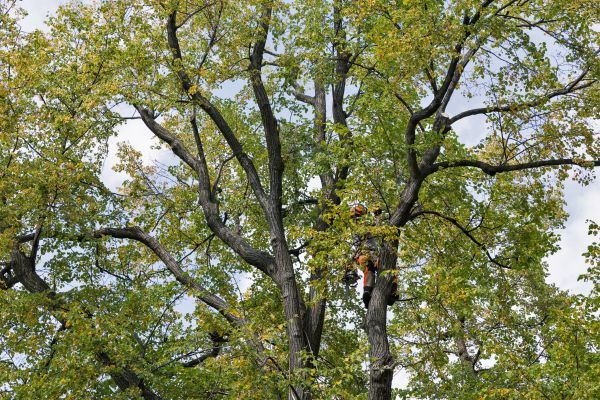 Tree Crown Shaping in Broomfield