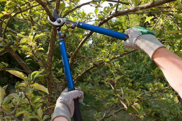 Residential Tree Pruning in Broomfield