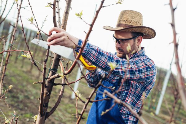 Orchard Tree Pruning in Broomfield