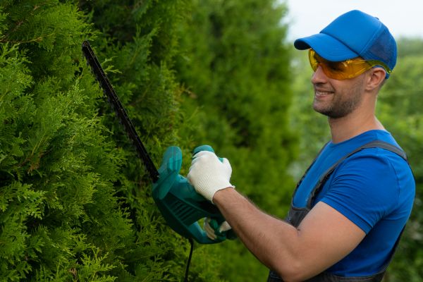 Tree Shaping Service in Broomfield