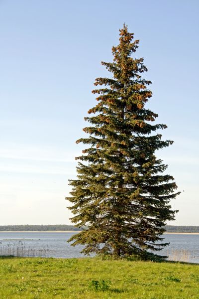 Spruce Tree Pruning in Broomfield