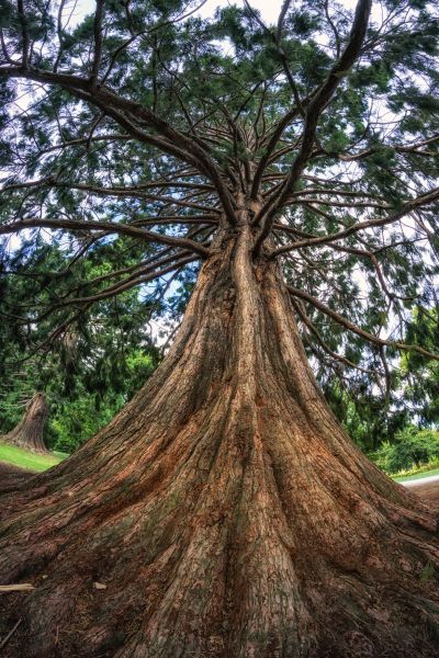 Cedar Tree Pruning in Broomfield