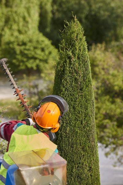 Cypress Tree Trimming in Broomfield