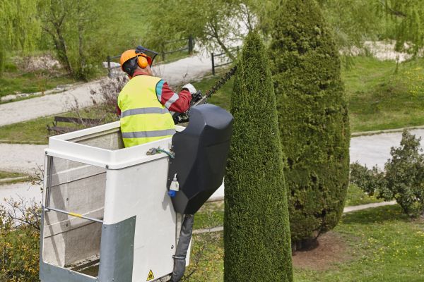 Cypress Tree Pruning in Broomfield