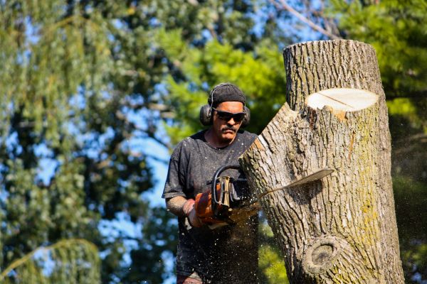 Ash Tree Pruning in Broomfield