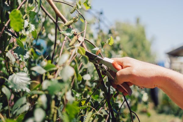 Birch Tree Pruning in Broomfield