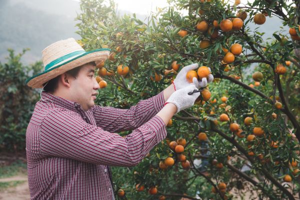 Orange Tree Pruning in Broomfield