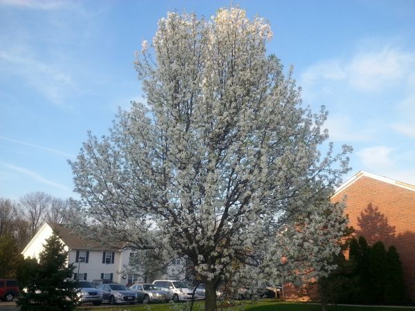 Bradford Pear Tree Pruning in Broomfield