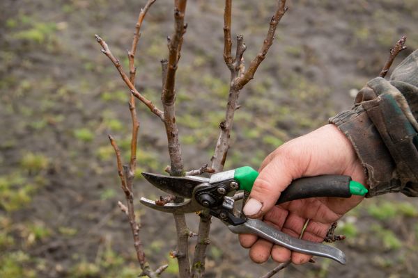 Pear Trees Pruning in Broomfield