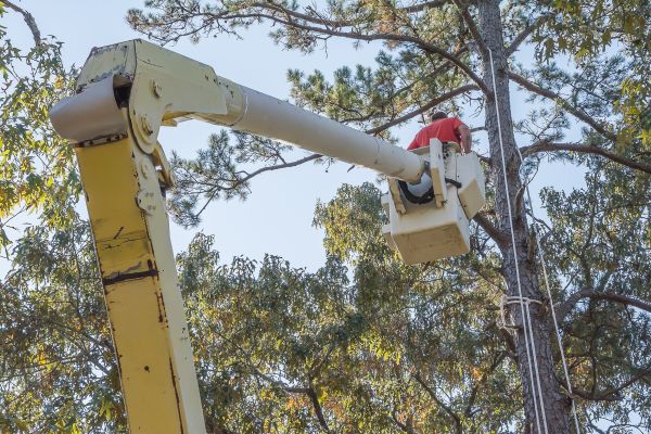 Limbs Trimming in Broomfield