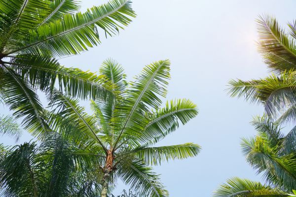 Queen Palm Tree Trimming in Broomfield
