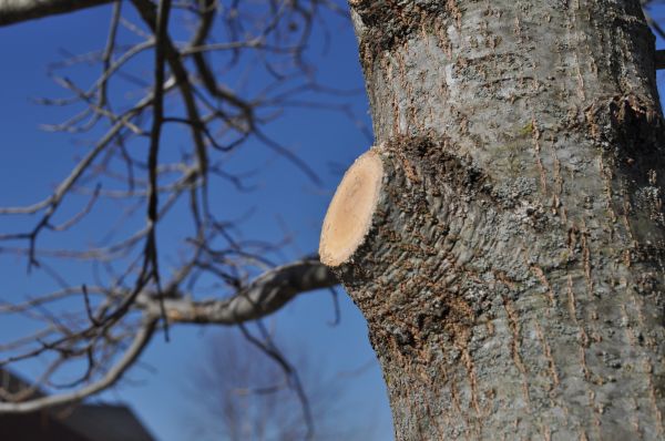 Limb Pruning in Broomfield
