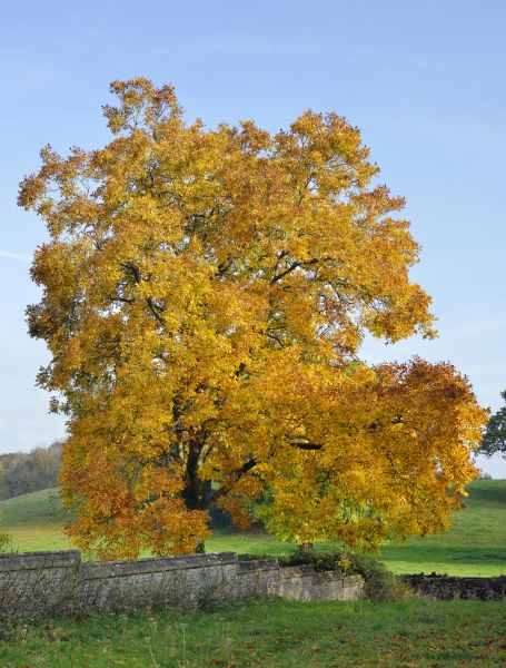 Hickory Tree Trimming in Broomfield