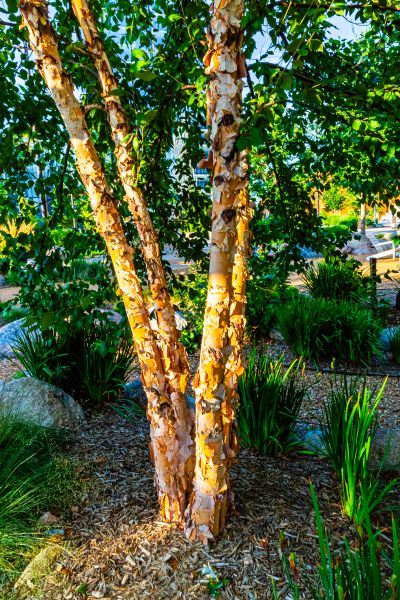 River Birch Trimming in Broomfield